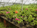 Starting a Plant Nursery Business